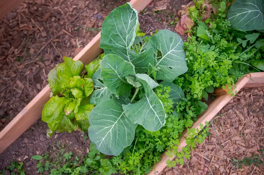 photo de la Basse Cour